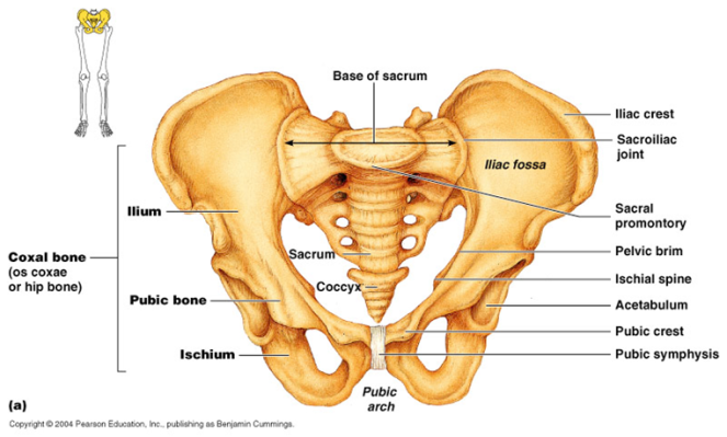 human-bones-diagram-pelvis-photo-jTRx