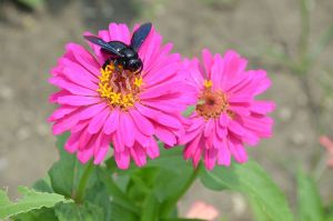 Indian Black bee on a zinnia, from wiki